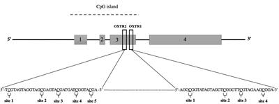 Oxytocin Receptor Exon III Methylation in the Umbilical Cord Blood of Newborns With Prenatal Exposure to Crack Cocaine